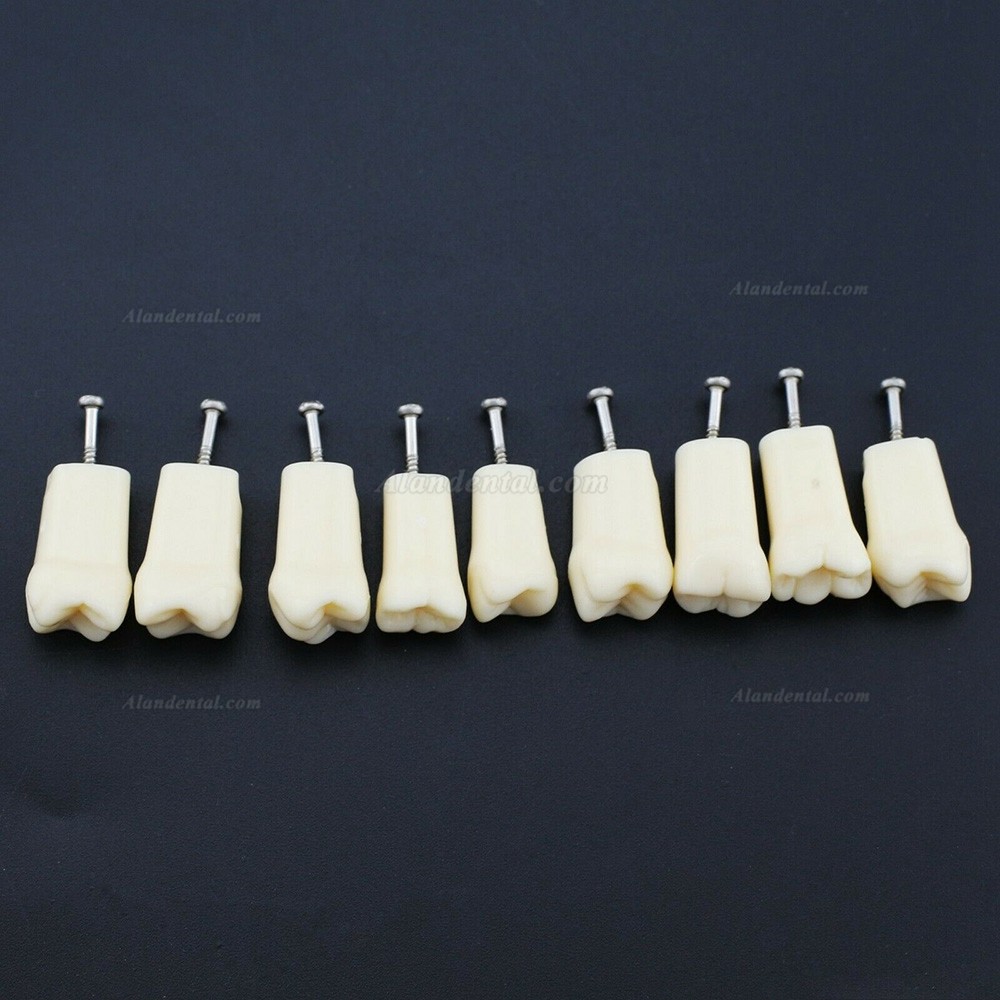 Dental Typodont Replacement Teeth M8024/M8025 Compatible Nissin Kilgore 200